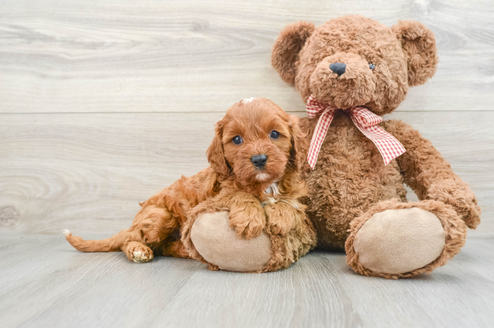 7 week old Cavapoo Puppy For Sale - Windy City Pups