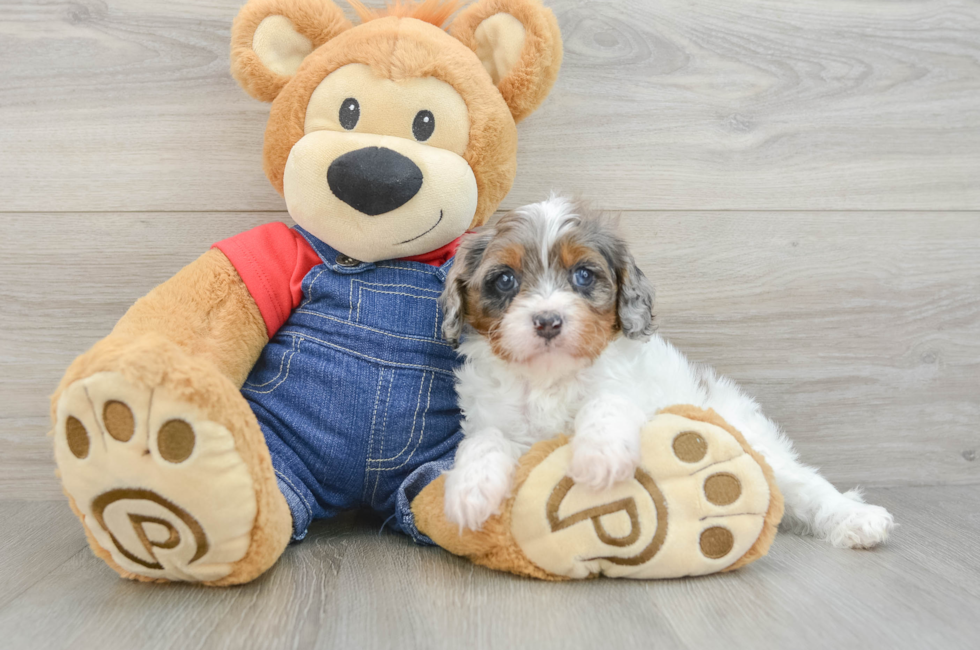 5 week old Cavapoo Puppy For Sale - Windy City Pups