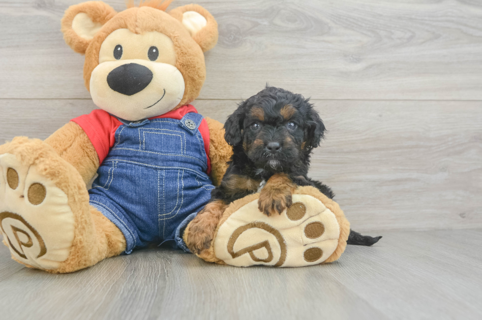 6 week old Cavapoo Puppy For Sale - Windy City Pups