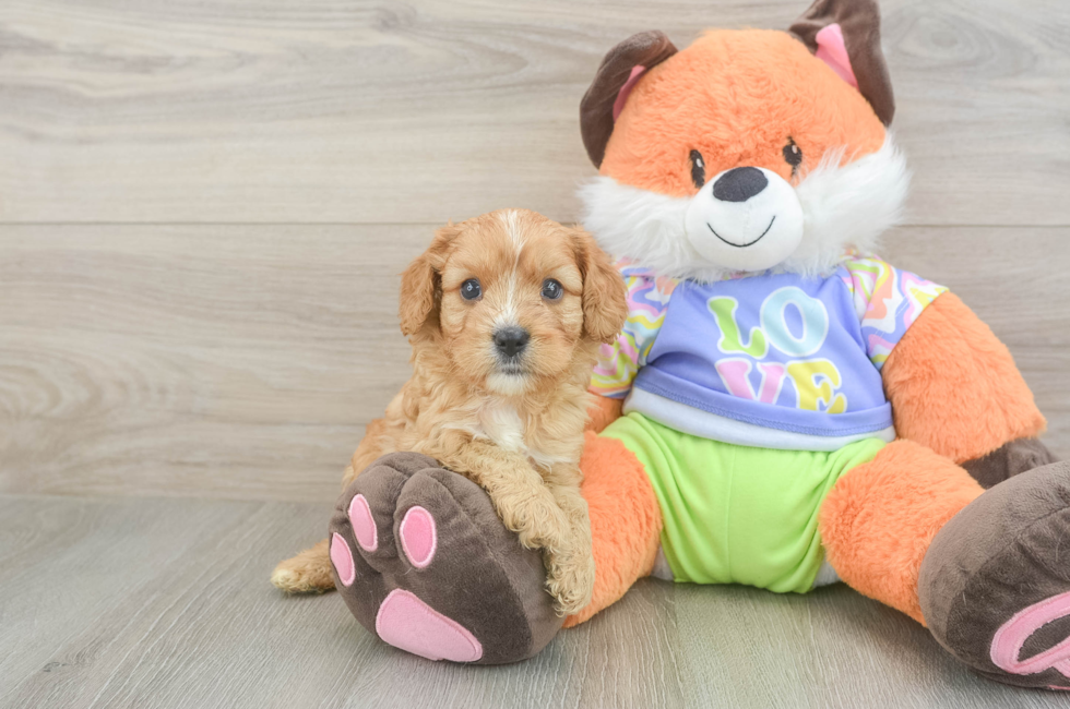 5 week old Cavapoo Puppy For Sale - Windy City Pups