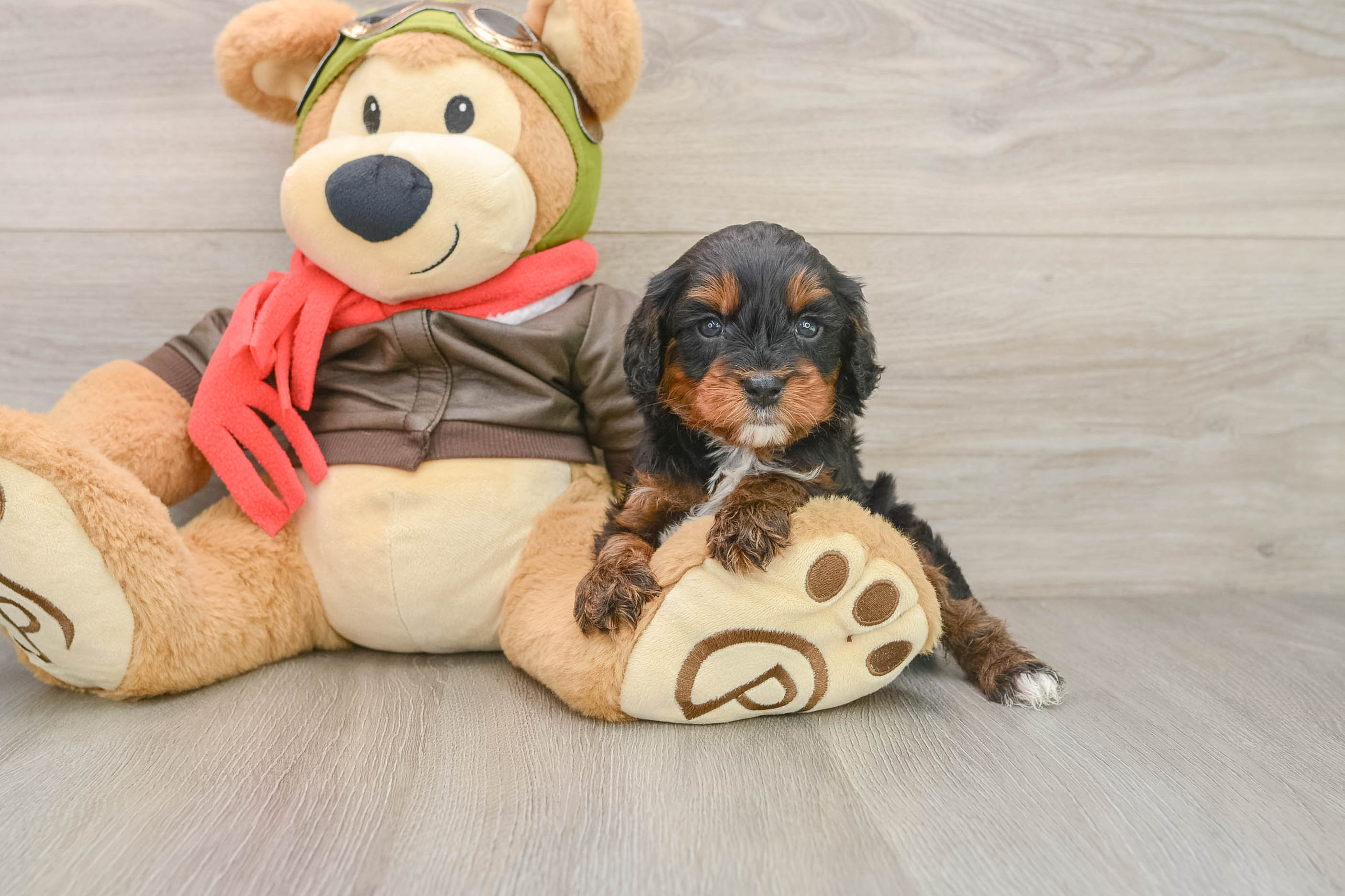 Smart Cavapoo Poodle Mix Pup