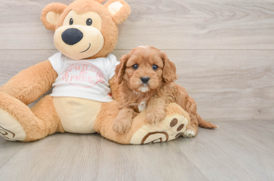 Best Cavapoo Baby