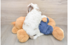 Cavapoo Puppy for Adoption