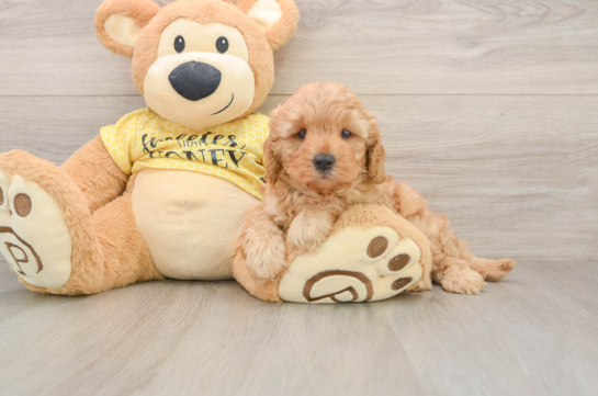 MARCUS, a Cavapoo littermate
