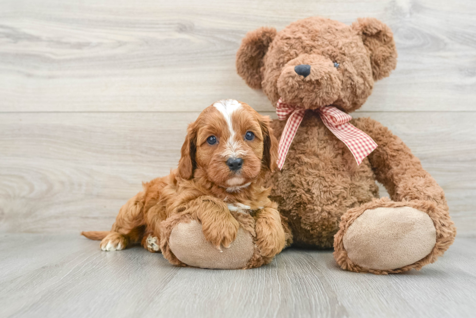 Sweet Cavapoo Baby