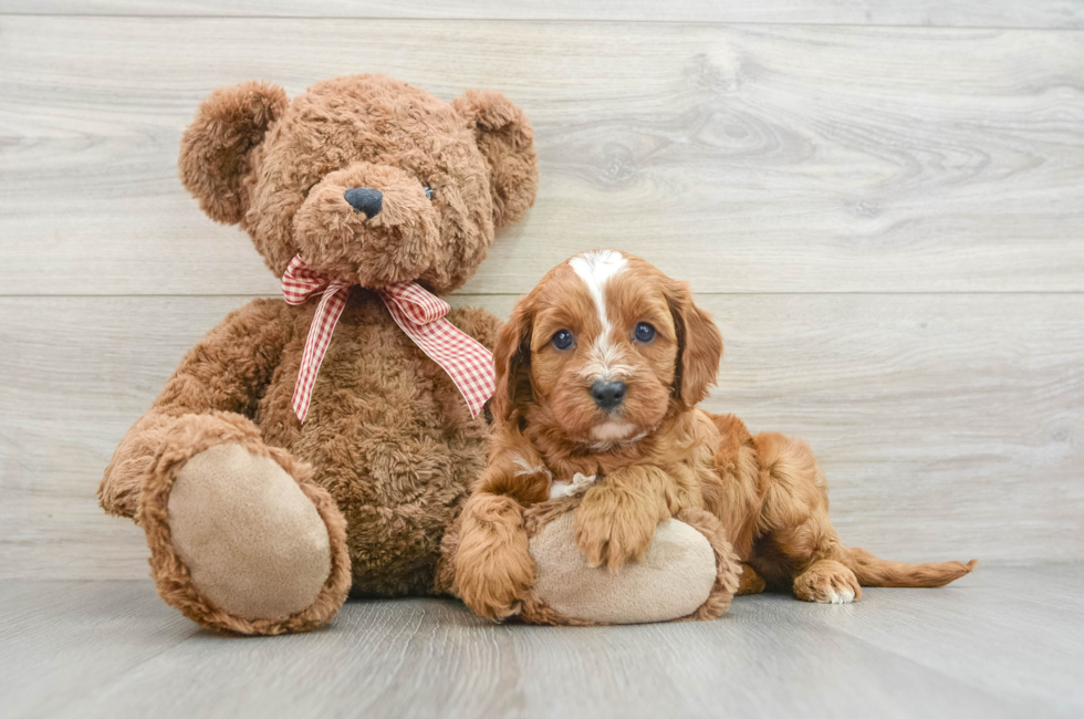 7 week old Cavapoo Puppy For Sale - Windy City Pups