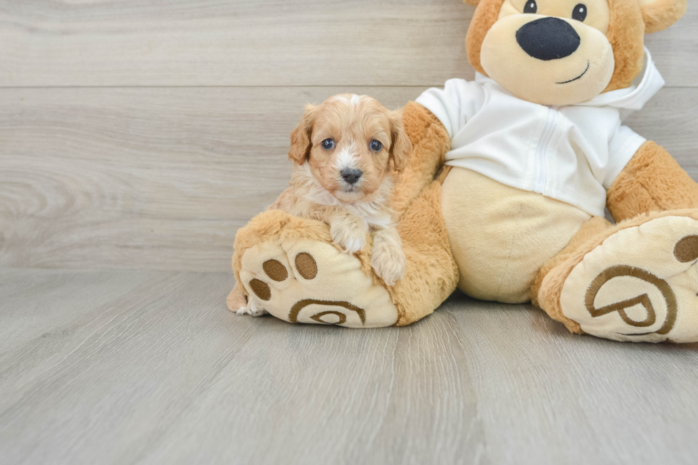 Hypoallergenic Cavadoodle Poodle Mix Puppy