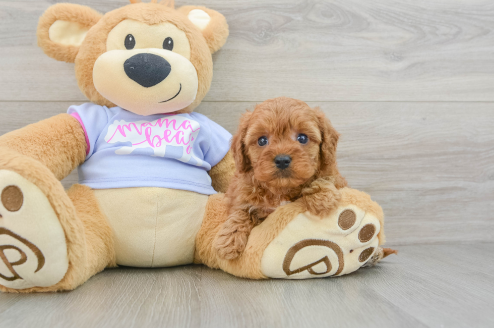 5 week old Cavapoo Puppy For Sale - Windy City Pups