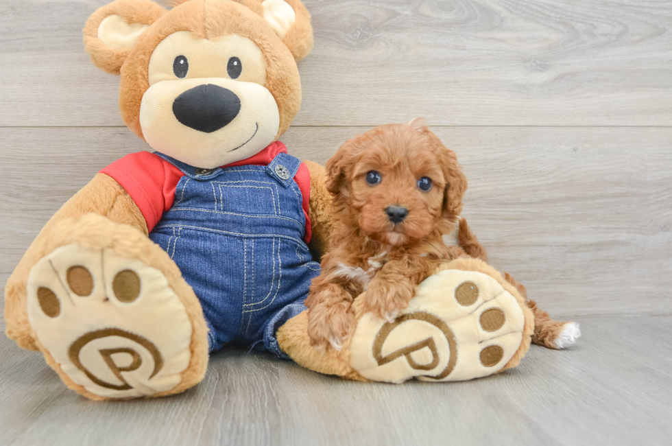 6 week old Cavapoo Puppy For Sale - Windy City Pups