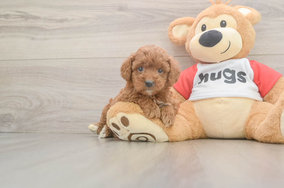 5 week old Cavapoo Puppy For Sale - Windy City Pups