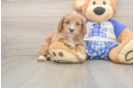 Cute Cavapoo Baby
