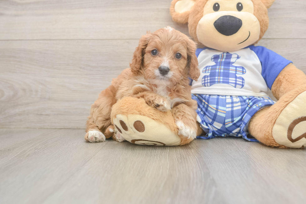 Cute Cavapoo Baby