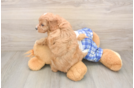 Best Cavapoo Baby