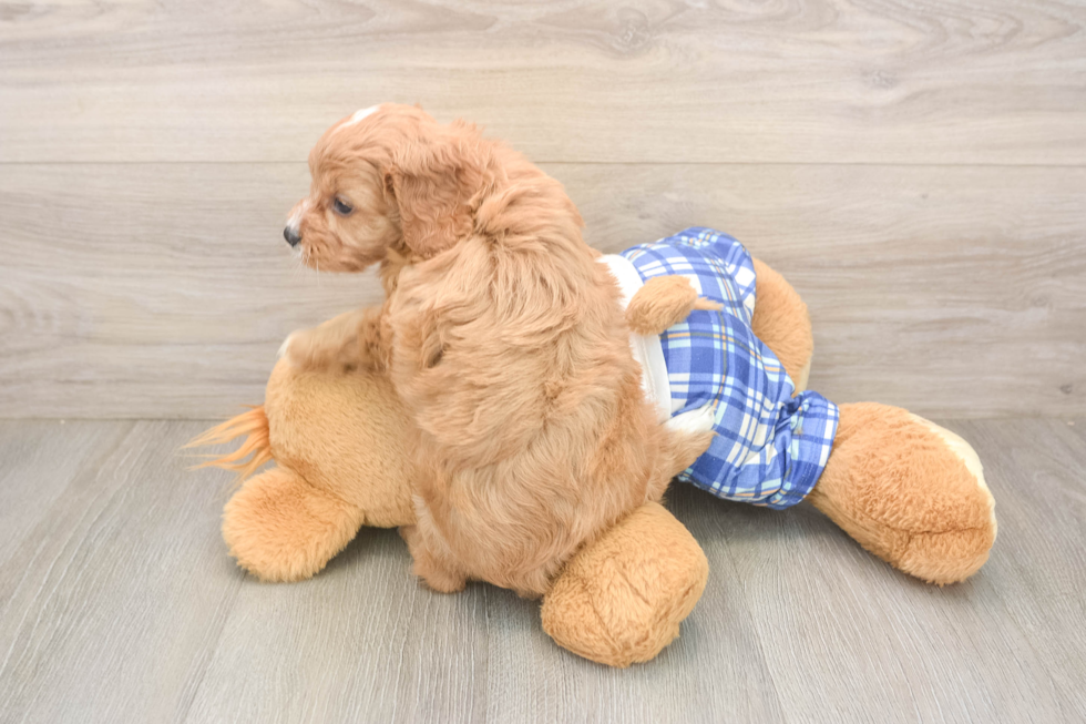 Best Cavapoo Baby