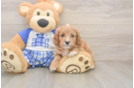 Little Cavipoo Poodle Mix Puppy