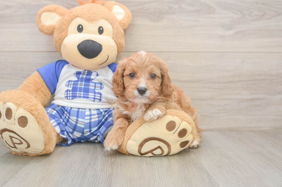 5 week old Cavapoo Puppy For Sale - Windy City Pups