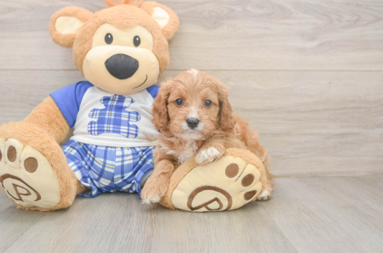 Little Cavipoo Poodle Mix Puppy
