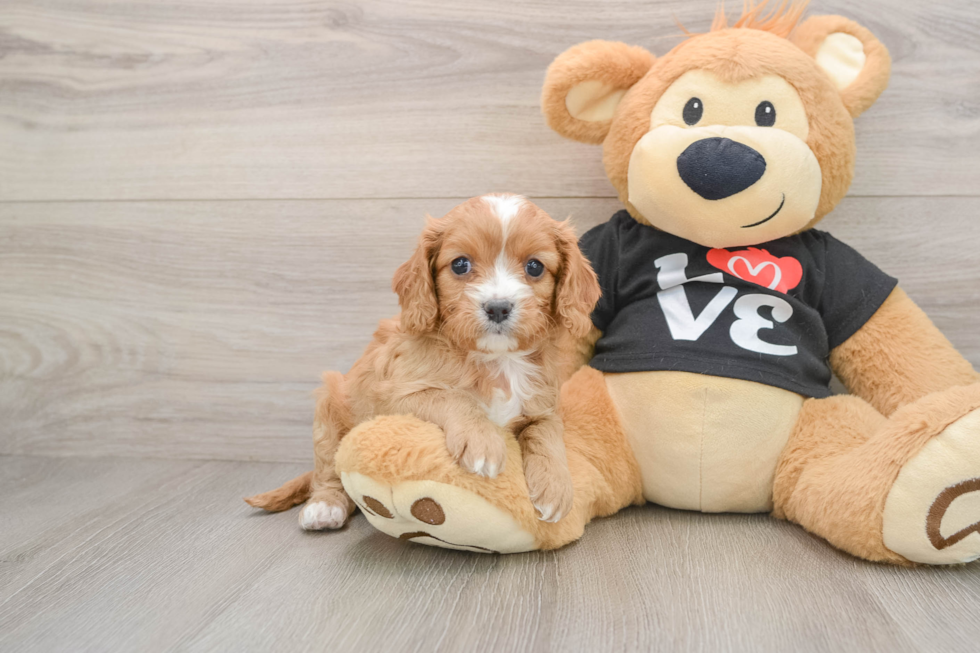 Cavapoo Puppy for Adoption