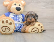 8 week old Cavapoo Puppy For Sale - Windy City Pups