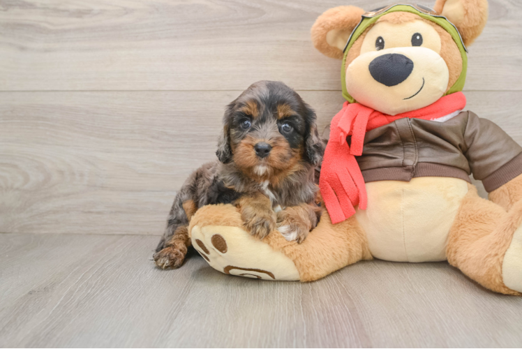 Best Cavapoo Baby