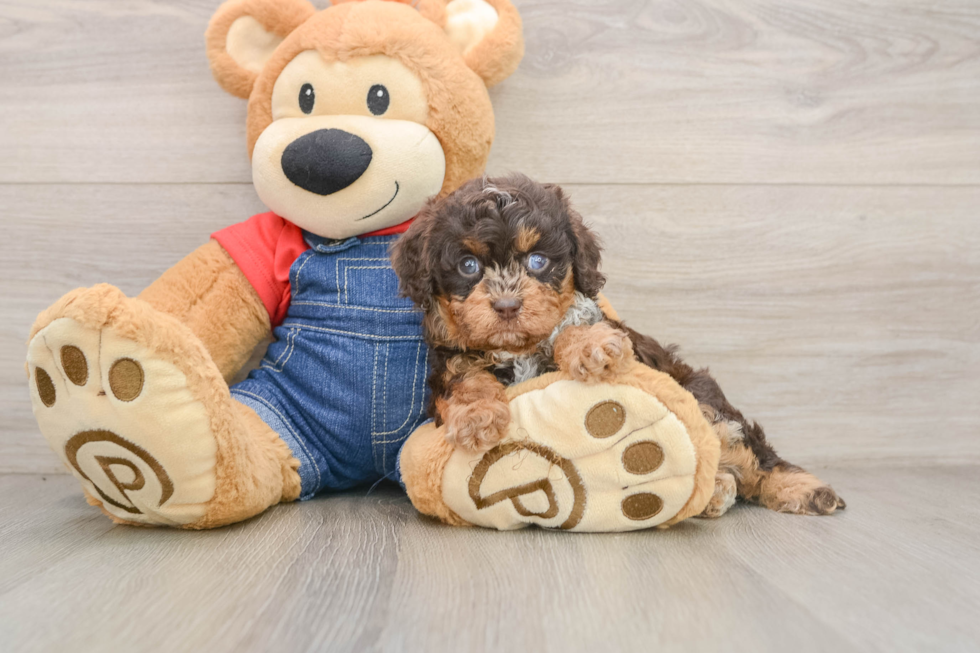 Cavapoo Pup Being Cute