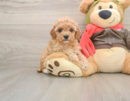 7 week old Cavapoo Puppy For Sale - Windy City Pups