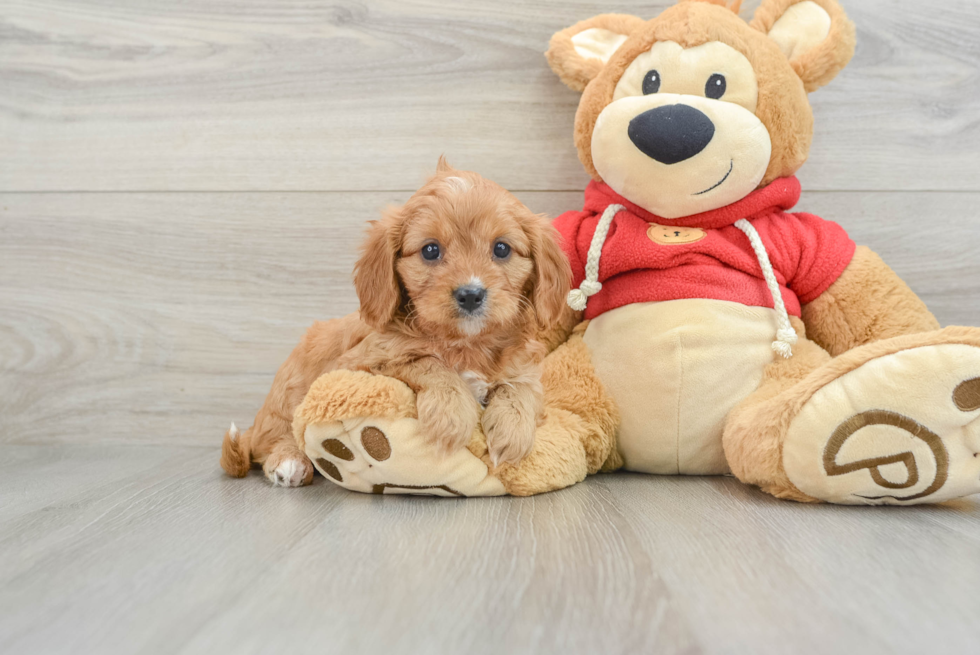 Friendly Cavapoo Baby