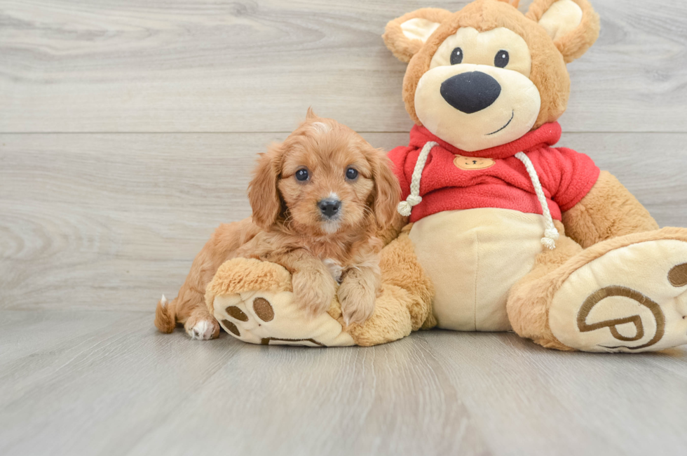 6 week old Cavapoo Puppy For Sale - Windy City Pups