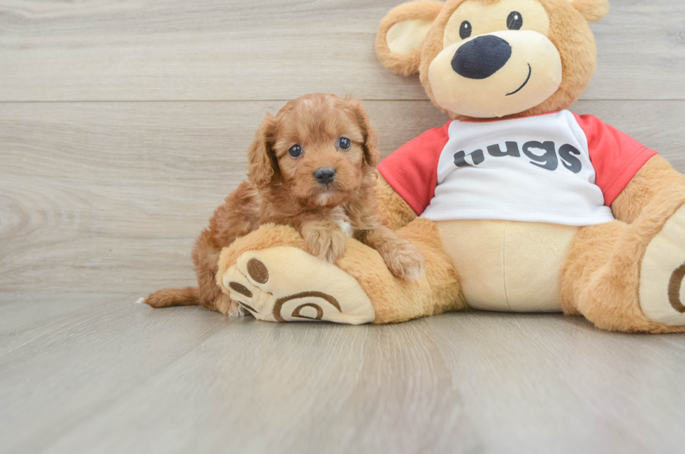 7 week old Cavapoo Puppy For Sale - Windy City Pups