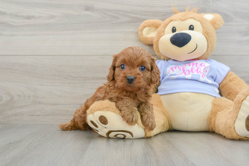 Energetic Cavoodle Poodle Mix Puppy