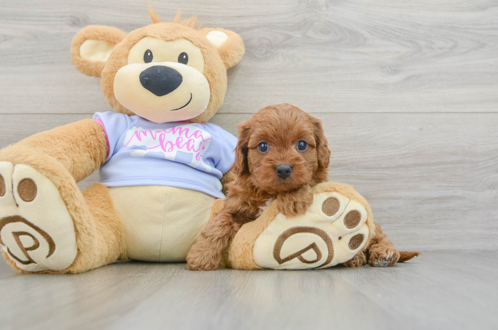 5 week old Cavapoo Puppy For Sale - Windy City Pups