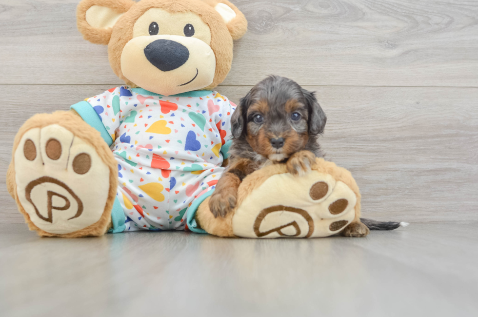 7 week old Cavapoo Puppy For Sale - Windy City Pups