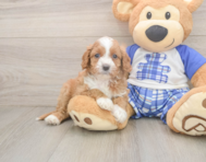 7 week old Cavapoo Puppy For Sale - Windy City Pups