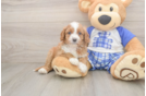 Cavapoo Puppy for Adoption