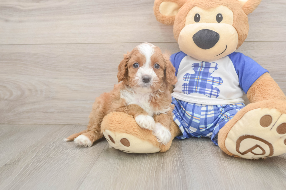 5 week old Cavapoo Puppy For Sale - Windy City Pups