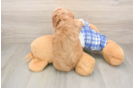Cavapoo Pup Being Cute