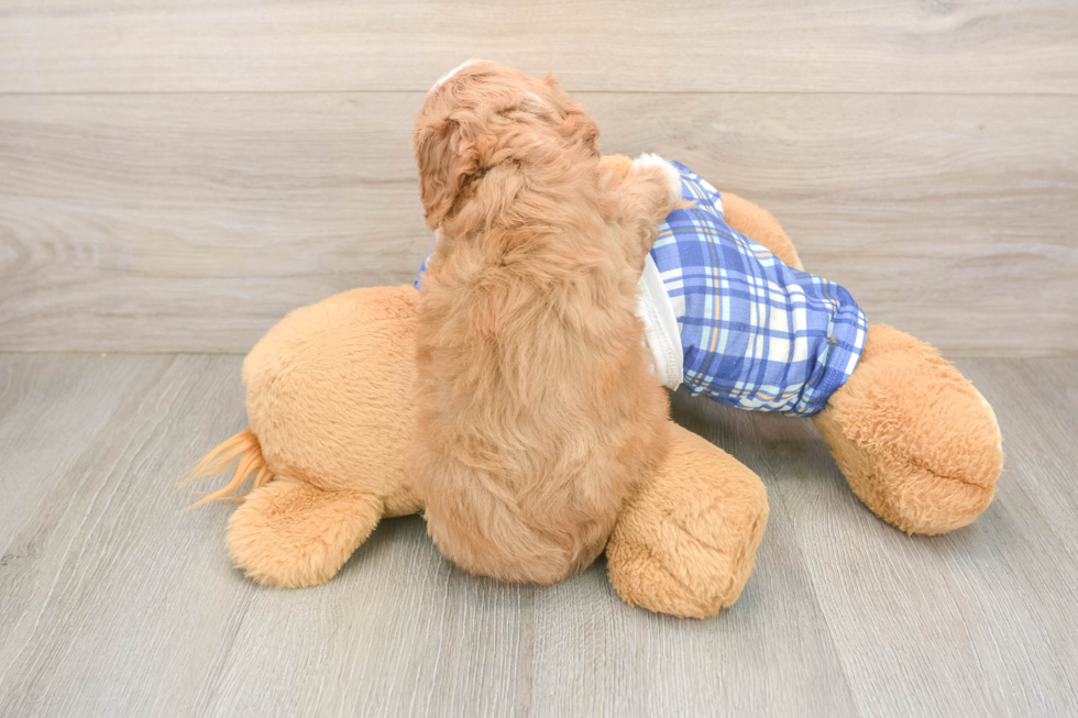 Cavapoo Pup Being Cute