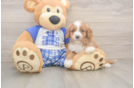 Hypoallergenic Cavadoodle Poodle Mix Puppy