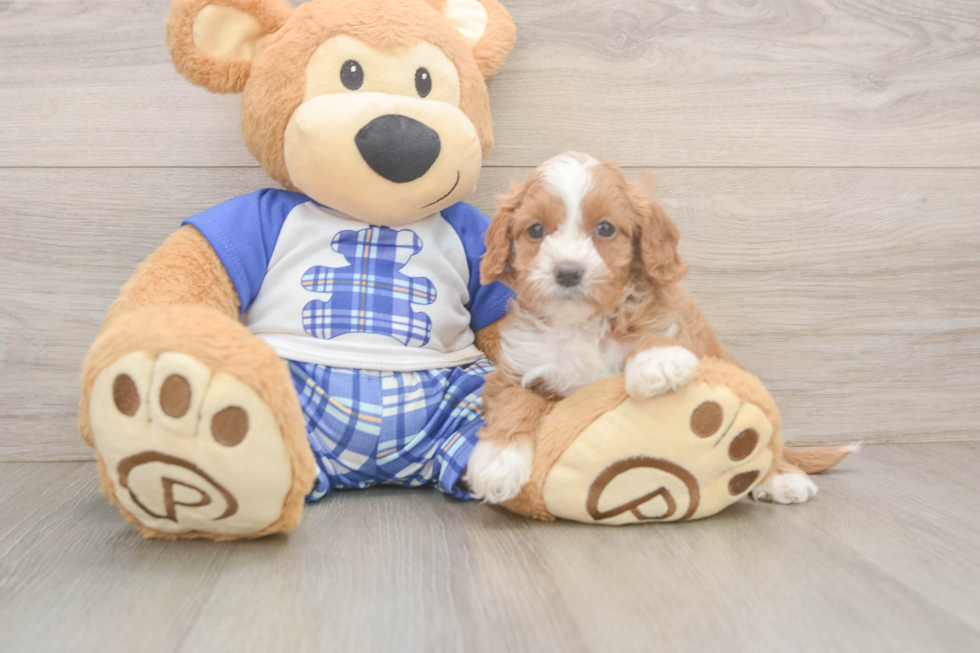 Hypoallergenic Cavadoodle Poodle Mix Puppy