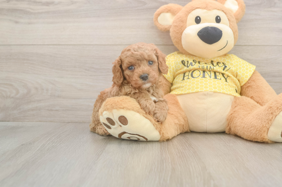 5 week old Cavapoo Puppy For Sale - Windy City Pups