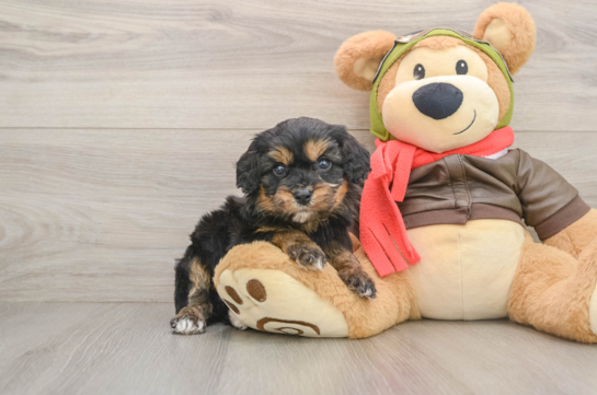 Sweet Cavapoo Baby