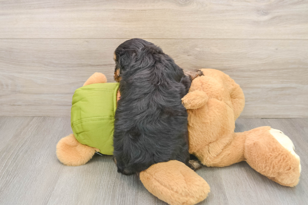 Cavapoo Puppy for Adoption
