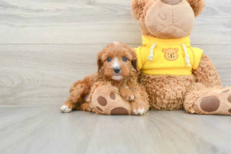 Cavapoo Pup Being Cute