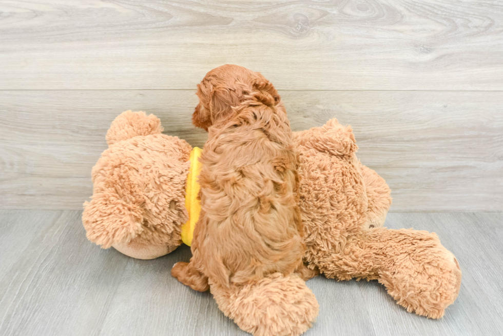 Cute Cavapoo Baby