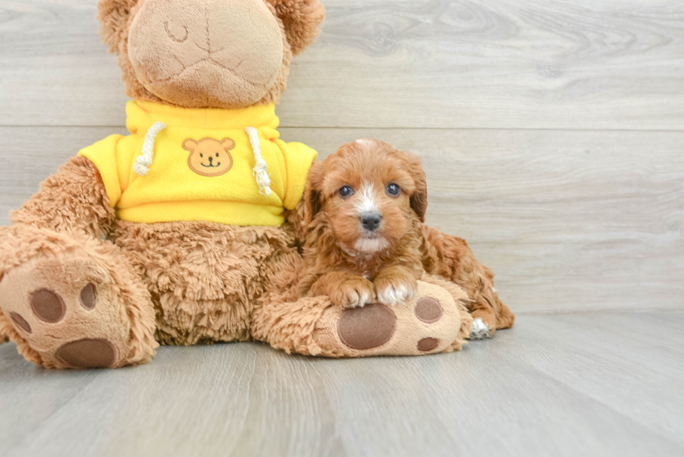 Cavapoo Pup Being Cute