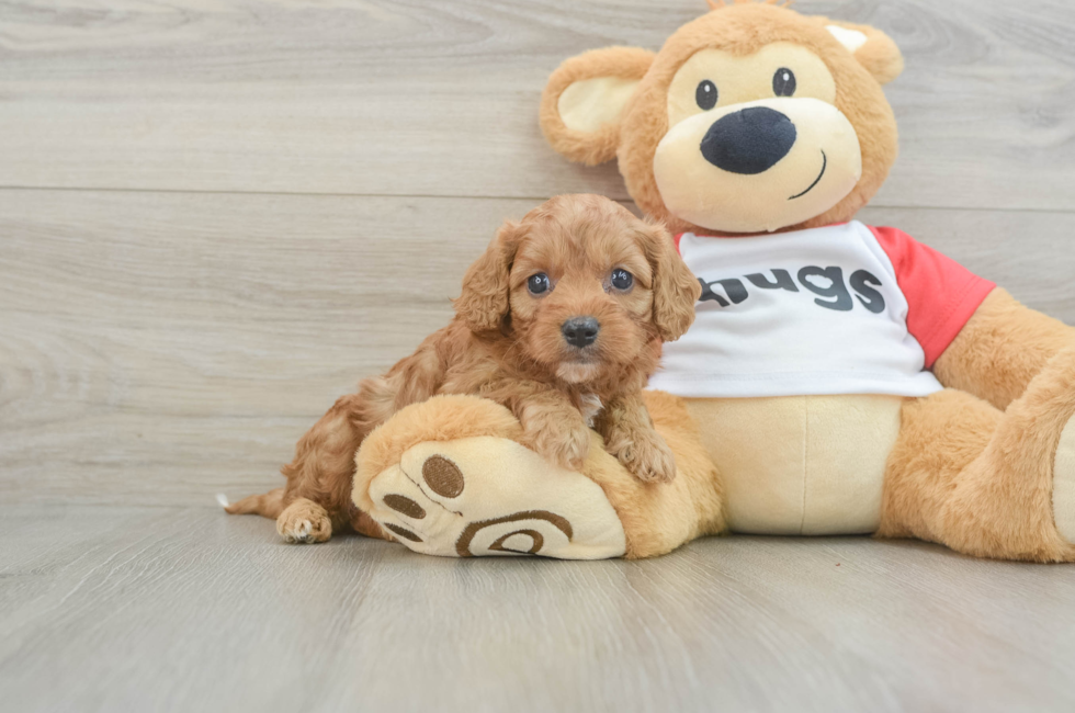 7 week old Cavapoo Puppy For Sale - Windy City Pups