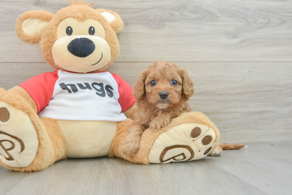 Funny Cavapoo Poodle Mix Pup