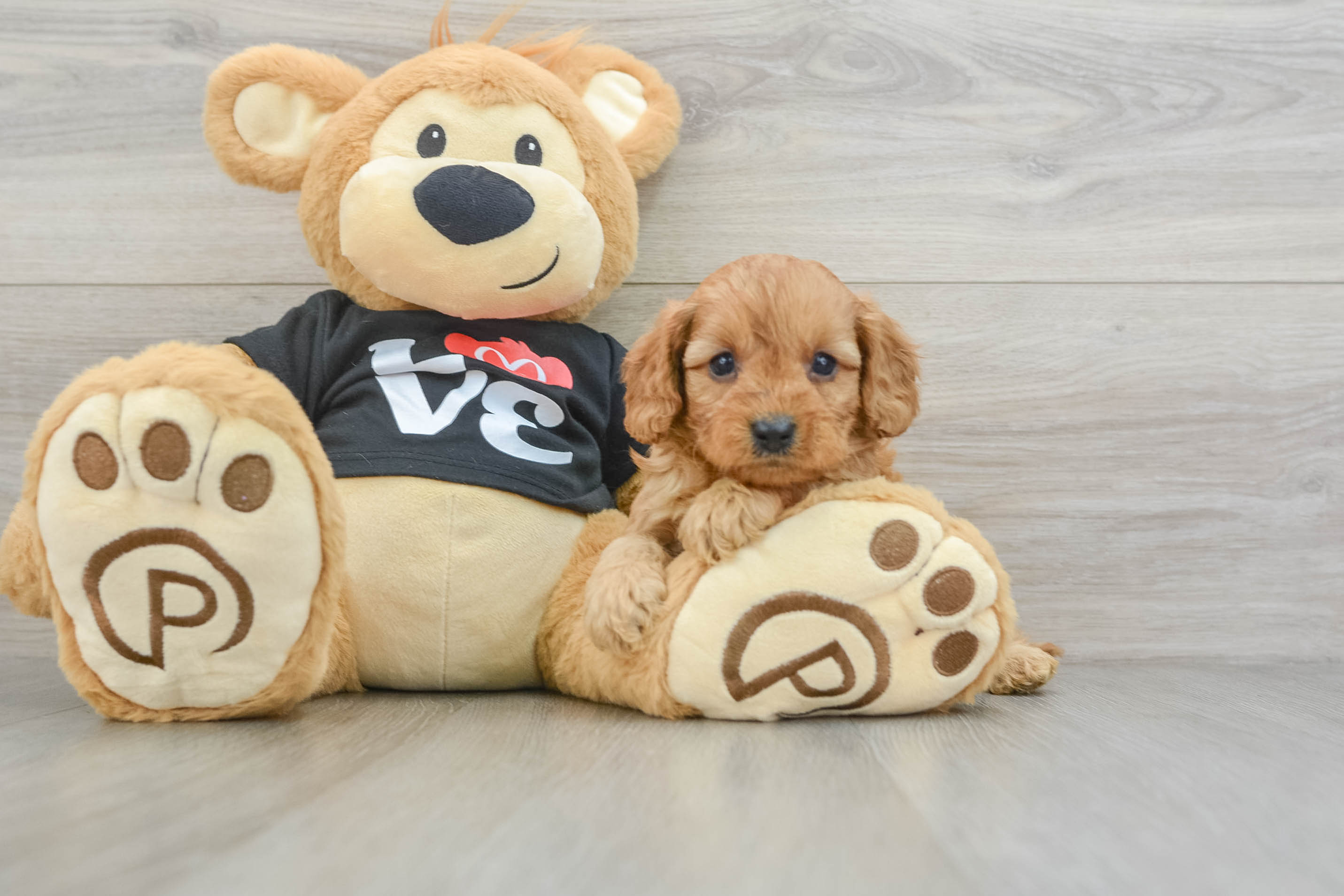 Popular Cavapoo Poodle Mix Pup
