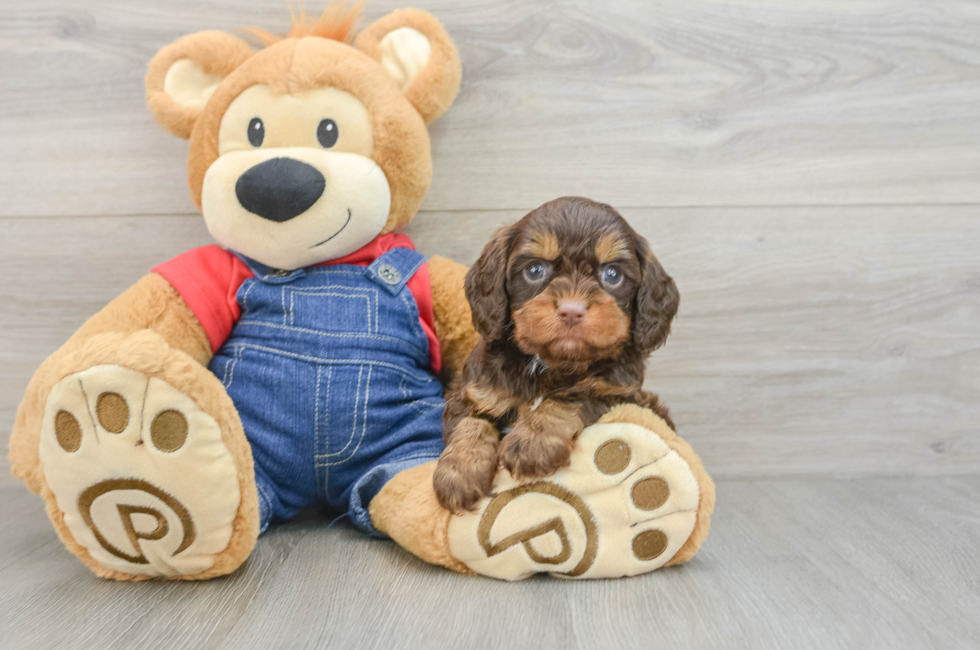 5 week old Cavapoo Puppy For Sale - Windy City Pups