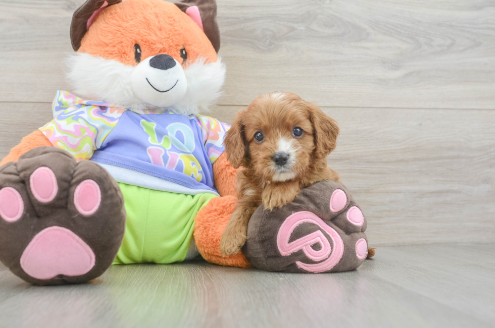 5 week old Cavapoo Puppy For Sale - Windy City Pups